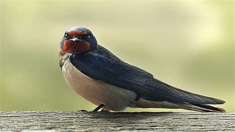 Swallows Onlyfans Leak