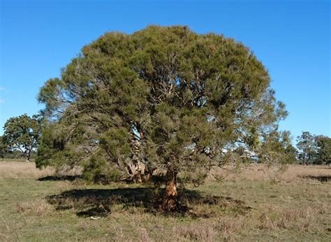 Swamp Tea-tree (Melaleuca irbyana) Forest of South-east Queensland