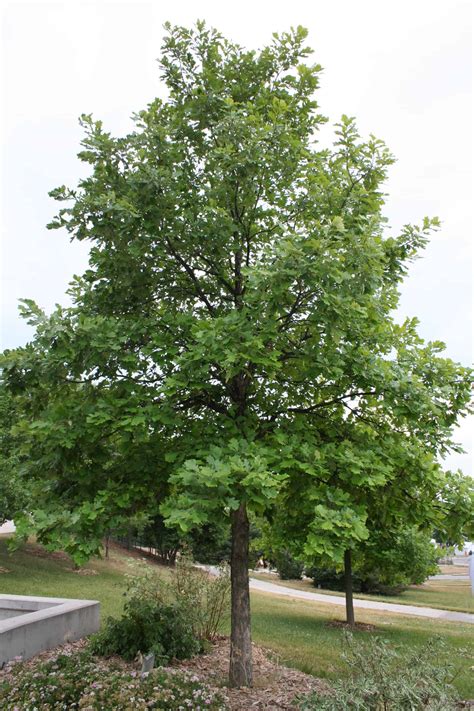 Swamp White Oak Tree on the Tree Guide at …