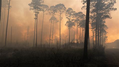 Swamps and Wildfires: A Dangerous Combination HowStuffWorks