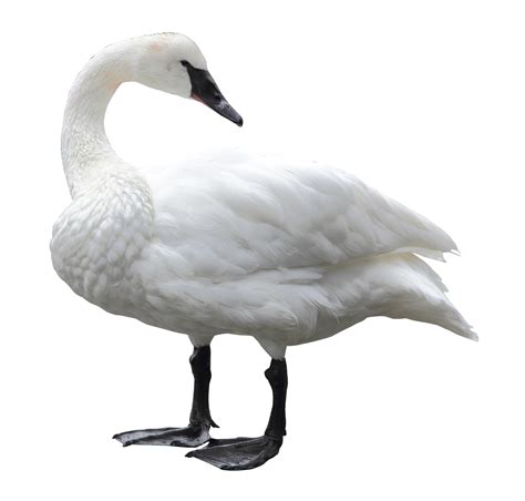 Swan PNG & Download Transparent Swan PNG Images for Free