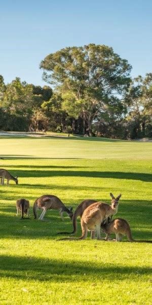 Swan Vadisi GetYourGuide.