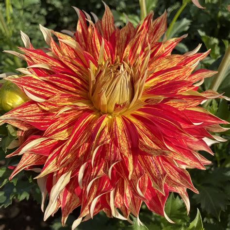 Swan dahlias. Please allow 2-5 business days for a reply. If you have not heard back, check your SPAM or JUNK folders, then contact us by phone. If you should need immediate assistance, please call toll-free at 1-800-410-6540. 