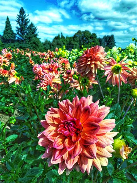 Swan island dahlia. Our Dahlia tubers bloom into stunning unique flowers. They are of the highest quality and health and carry a 100% guarantee. New & Exclusive Dahlias - Swan Island Dahlias | Swan Dahlias 