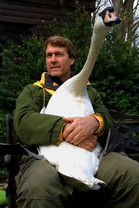 Swan man. Aug 11, 2564 BE ... Without wildlife enthusiast Rob Adamson, an entire family of cygnets may not have been swimming in the waters surrounding St Ives this ... 