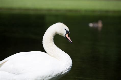 Swan stock. Things To Know About Swan stock. 