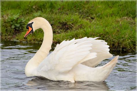 Swan stocks. Things To Know About Swan stocks. 
