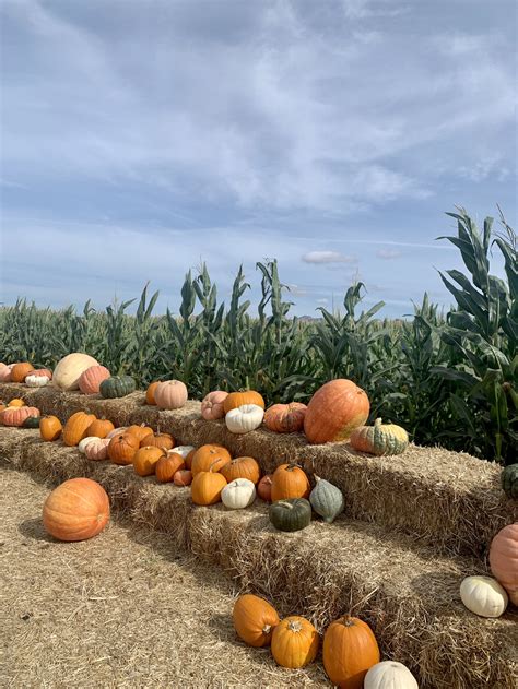 Swank Farms Pumpkin Patch, Sunflower Fields and Corn …