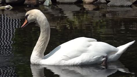 Swans in Florida that date to Queen Elizabeth II gift are rounded up for their annual physicals