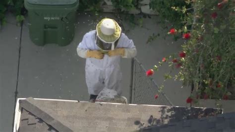 Swarm of bees leads to closed streets in Encino; injuries reported