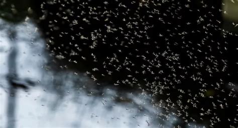 Swarm of gnat-like insects spotted all over NYC
