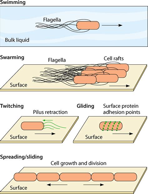 Swarming bacteria. Swarming motility is a type of bacterial multicellularity...