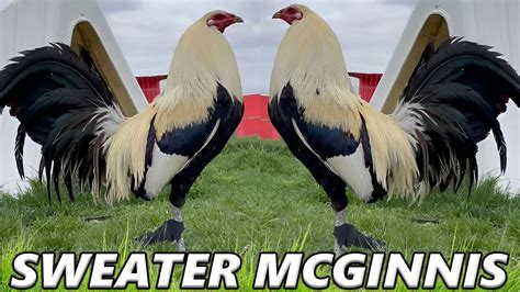 These are a good solid family of hatch. DLR Gamefarm. Sweater McGinnis gave Walter Kelso a yellow legged Hatch cock whose bloodlines are thought to trace back to Harold Browns McLean Hatch. 23 Jun 2019 1st spar of white hatch (art lopez line) 6 months old. Jul 18, 2017 · Hatch, Kelso, Sweater, Roundhead Claret, Lemon, Brownreds and Grey .. Sweater mcginnis