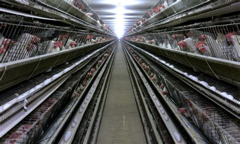 Sweden’s largest egg producer to cull all its chickens following recurrent salmonella outbreaks