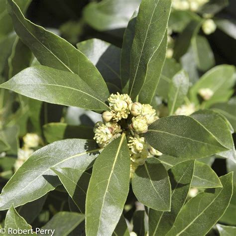 Sweet Bay, Laurus nobilis – Wisconsin Horticulture