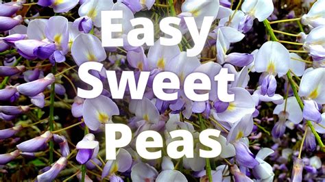 Sweet Peas Growing Guide - Soaking, Sowing, Pinching and Planting