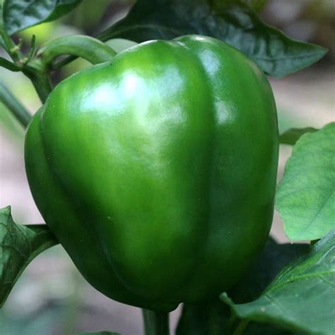 Sweet Pepper (Capsicum annuum