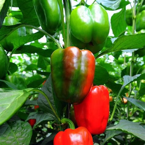 Sweet Pepper Seeds - California Wonder - Eden Brothers