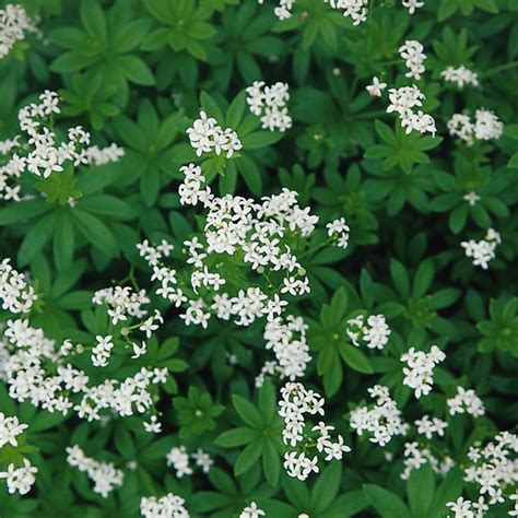 Sweet Woodruff Plant Addicts