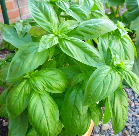 Sweet basil. Jun 28, 2022 · Sweet basil has glossy leaves and spikes of white flowers. With its subtle anise flavor, it grows 1 to 2 feet high and requires 6 to 8 hours of sunlight daily. 