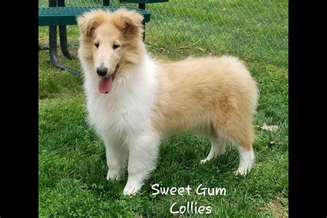 Sweet gum collies. See more of Sweet Gum Collies on Facebook. Log In. or 