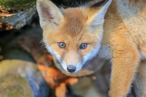 🍆 Sweet_Fox Leaks PORN