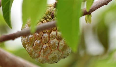 Sweetsop (Pomme cannelle) AZ Martinique