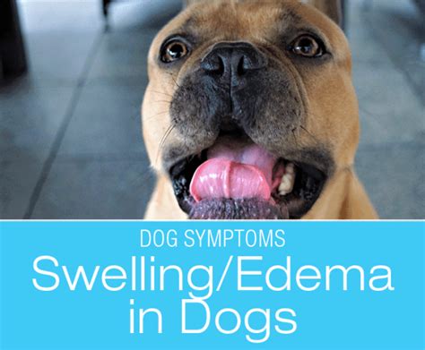 Swelling (Edema) in Dogs: Symptoms to Watch for in Your Dog.