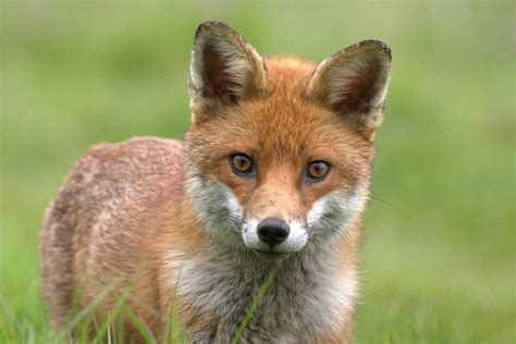 Swettei Fox Onlyfans Leak