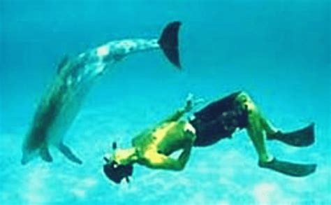 Swim with Dolphins in the Wild - HubPages