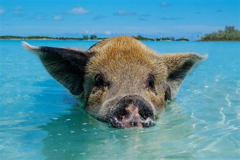 Swim with pigs nassau. There are several places where you can swim with pigs in The Bahamas, but the most popular option is Pig Beach. Officially known as Big Major Cay, Pig Beach is located on an uninhabited island, home to 20 to 25 resident pigs, in Exuma, a district of over 360 different islands. You will also sometimes find resident pigs in Eleuthera, Rose … 