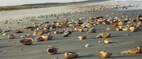 Swimming and Beachcombing - Cumberland Island …