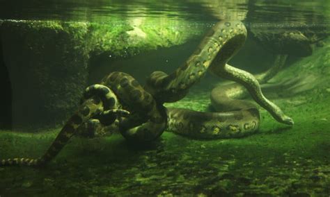 Swimming with Giant Anaconda Underwater!