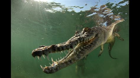 Swimming with Salt Water Crocodiles - YouTube