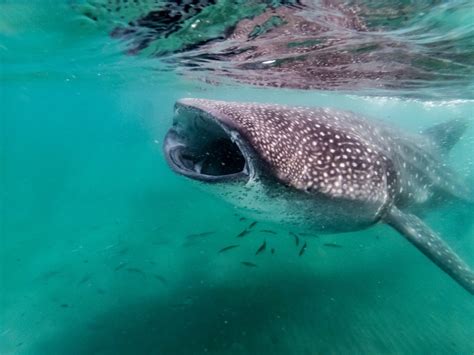 Swimming with Whale Sharks in Donsol Philippines …