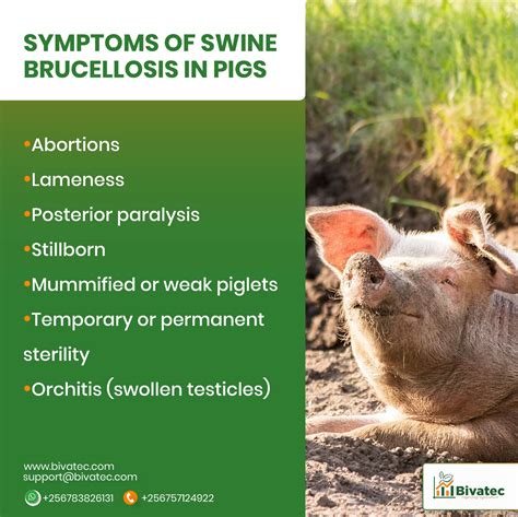 Swine Brucellosis - Texas