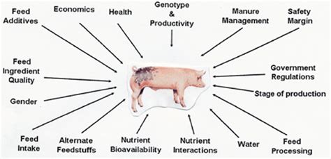 Swine Nutrition Guide - Pork Information Gateway