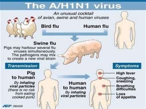 Swine flu is communicable or not