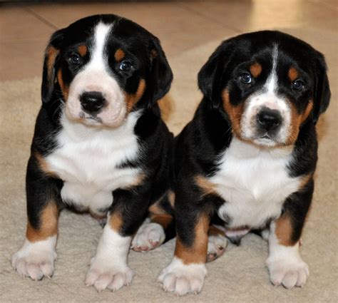 Swiss Bulldog Puppies