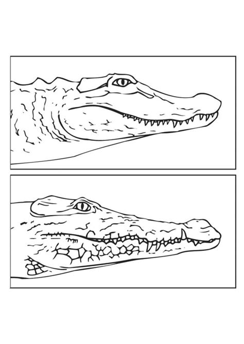 Swisssharepoint Croc Vs Gator Fight Coloring Pages
