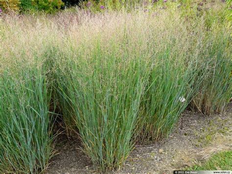 Switchgrass, a great native ornamental grass