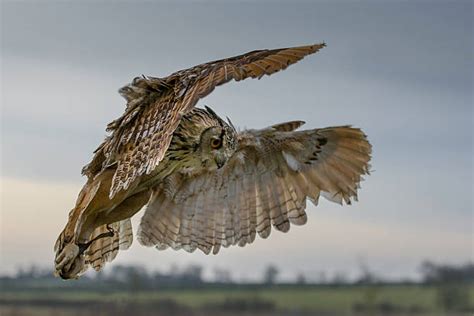 Swooping Owl