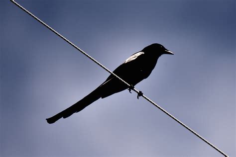 Swooping magpies spread fear in Australia – New York Daily News