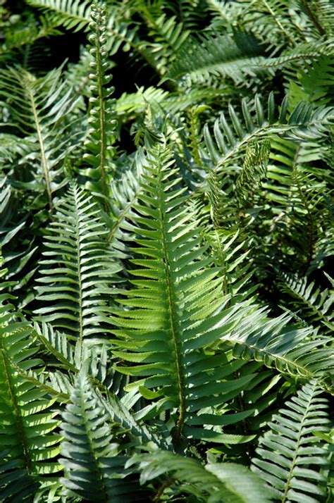 Sword Fern (Polystichum munitum) at Squak Mountain Nursery