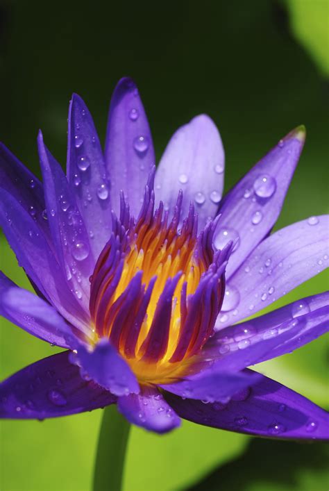 Sya Khalifah Leaked XXX 🍌 189 Photos