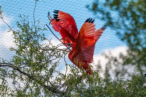 Sylvan heights bird park. Things To Know About Sylvan heights bird park. 