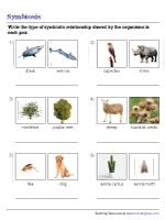 Symbiosis worksheet.  In this activity, you will learn about three types of sym...