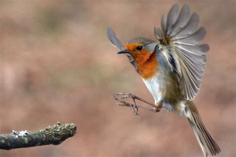 Symboliek roodborstje
