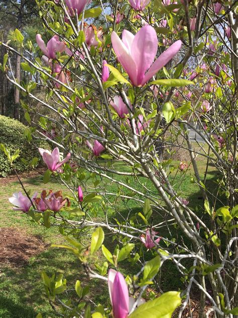 Symbols of the South. Magnolias are native to the Deep South