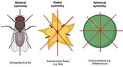 Symmetry in biology - Wikipedia